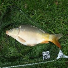 Iced Fish